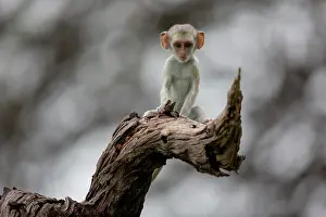 Aethiops: Green monkey (Chlorocebus aethiops) young on a branch