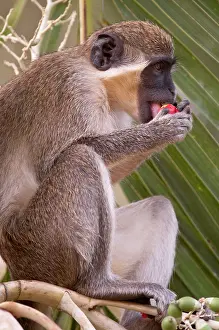 Aethiops: Green Monkey - eating fruit