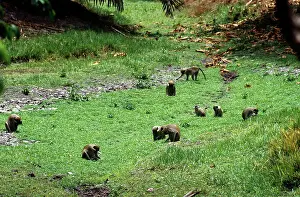 Troop: Green Monkey - foraging