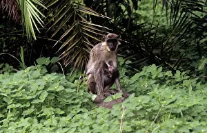 Chlorocebus: Green Monkey - mother and baby