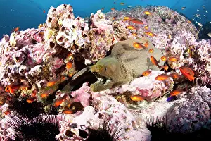 Eels: Green moray, Gymnothorax castaneus and Guadalupe cardionalfi