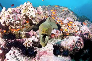 Eels: Green moray, Gymnothorax castaneus with sea urchins and Guad