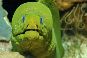 Funebris: Green moray (Gymnothorax funebris), Caribbean, Bahamas