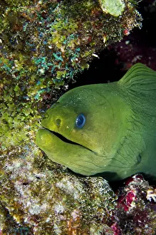 Pete: Green Moray (Gymnothorax funebris), Bonaire