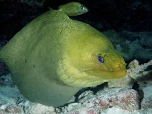 Moray: Green moray (Gymnothorax funebris). Dive site John