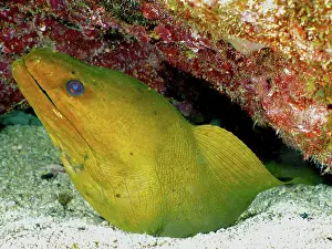 Moray: Green moray (Gymnothorax funebris). Dive site John