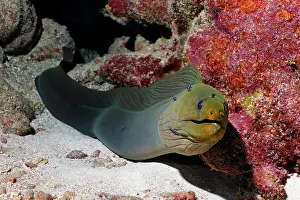 Bodies: Green Moray (Gymnothorax funebris), an eel, looking