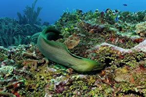 Bodies: Green Moray (Gymnothorax funebris), an eel, searching