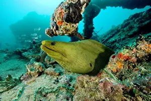 Eels: Green moray - Santa Lucia Camaguey Cuba Caribbean Sea Atlant