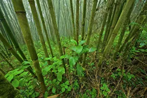 Bamboos: Green Mountain Bamboo forest