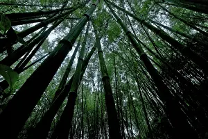 Bamboos: Green Mountain Bamboo forest