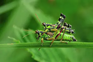 Grasshoppers: Green Mountain Grasshopper mating