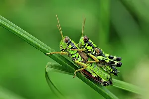 Grasshoppers: Green Mountain Grasshopper mating