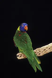 Lorries: Green-Naped Lorikeet
