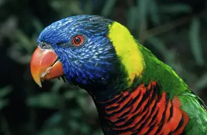 Naped: Green-naped Lory
