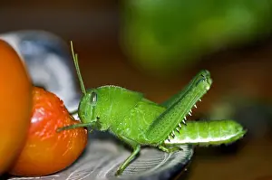 Suburban: Green nymph of the Garden Locust - feeding on ripening