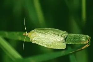 Tortrix: Green Oak Roller MOTH