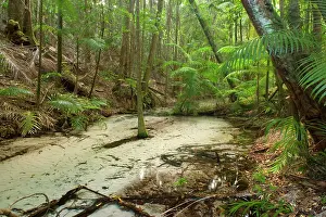 Edged: Green Oasis - remarkably clear Wanggoolba Creek