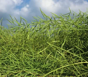 Ripening: Green oilseed beginning to ripen