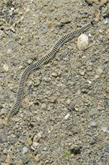 Paddle: Green Paddle Worm - on sand, Night dive - Tasi Tolu