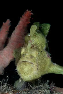 Pictus: Green Painted Frogfish - by sponge