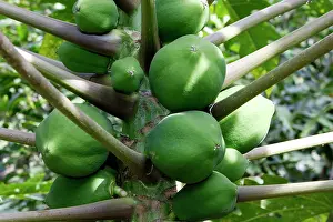 Pawpaw: Green papaya / Melon fruit / Melon pawpaw