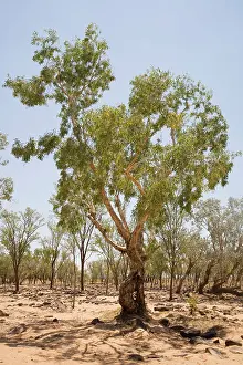 Paperbark: Green Paperbark or Melaleuca