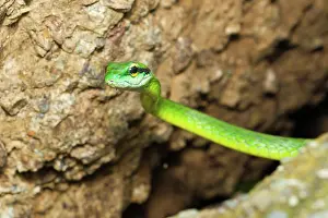 Leptophis: Green Parrot Snake