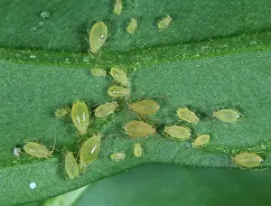 Peach: Green peach aphid
