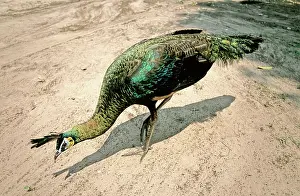Peafowl: Green Peafowl, Cambodia