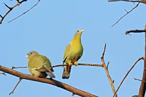 Treron: Green Pigeons