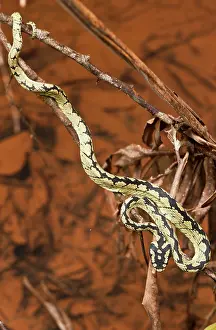 Green Pit Viper - resting on twigs - above forest stream