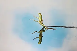 Plumifrons: Green / Plumed Crested basilisk - basilisk youngster
