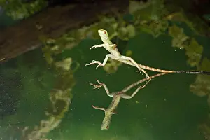 Plumifrons: Green / Plumed Crested basilisk - young running