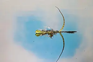 Plumifrons: Green / Plumed Crested basilisk - young running across water
