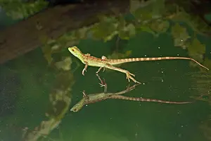 Plumifrons: Green / Plumed Crested basilisk - young running across water