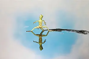 Quirky: Green / Plumed Crested basilisk - young running across water
