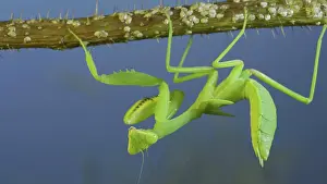 Hangs: Green praying mantis hangs on at horny branch of