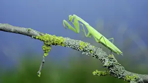 Preen: Green praying mantis sits on tree branch and cle