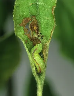 Damage: Green pug moth caterpillar