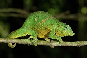 Rhampholeon: Green Pygmy Chameleon - male