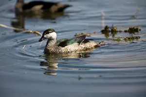 Pulchellus: Green Pygmy-Goose