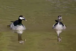 Pulchellus: Green Pygmy-Goose