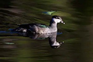 090818: Green Pygmy Goose - Keatings Lagoon - Cooktown