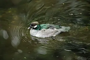 Pulchellus: Green Pygmy-goose - male swimming on lake