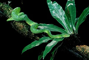 Metres: Green Python - adult (can grow to two metres long)