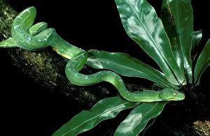 Metres: Green Python - Adult; can grow to two metres long