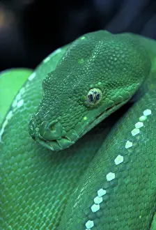 Greed: Green Python - Close-up of head