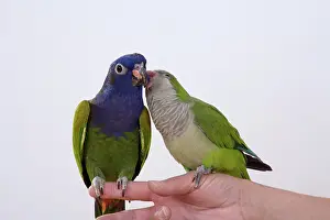 Caged: Green Quaker Parakeet and Blue-headed Pionus