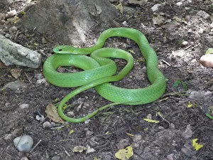 Racer: Green Racer Snake